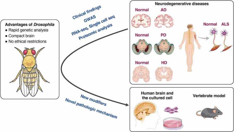 Studies of neurodegenerative diseases using <i>Drosophila</i> and the development of novel approaches for their analysis.