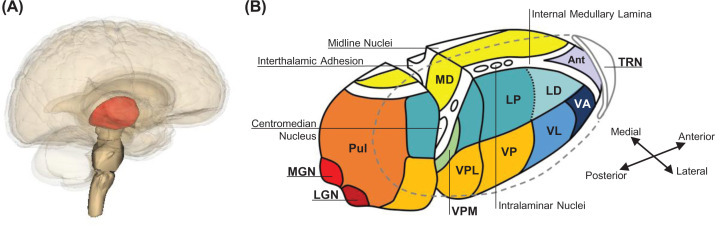 The role of thalamic group II mGlu receptors in health and disease.