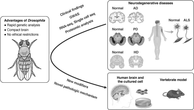 Studies of neurodegenerative diseases using <i>Drosophila</i> and the development of novel approaches for their analysis.