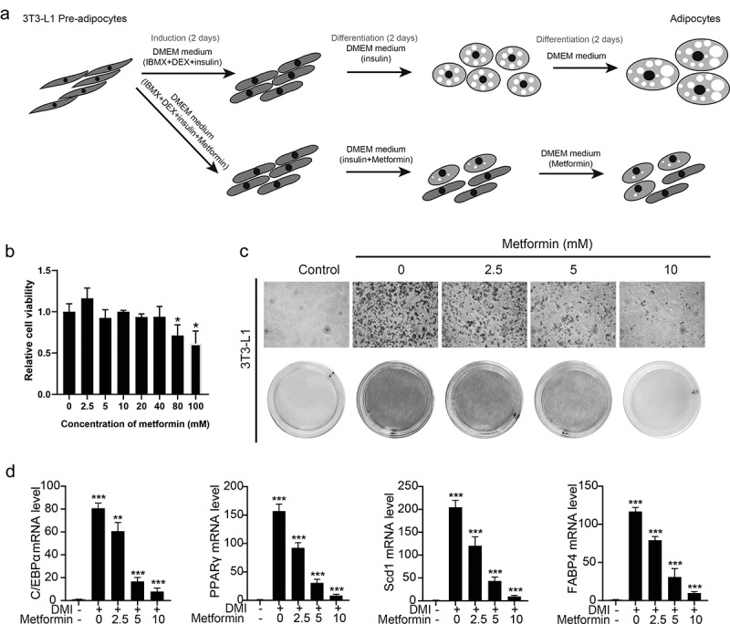 Regulatory network of metformin on adipogenesis determined by combining high-throughput sequencing and GEO database.