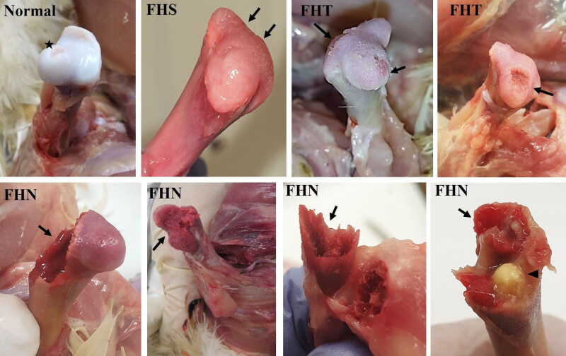 Review on skeletal disorders caused by <i>Staphylococcus</i> spp. in poultry.