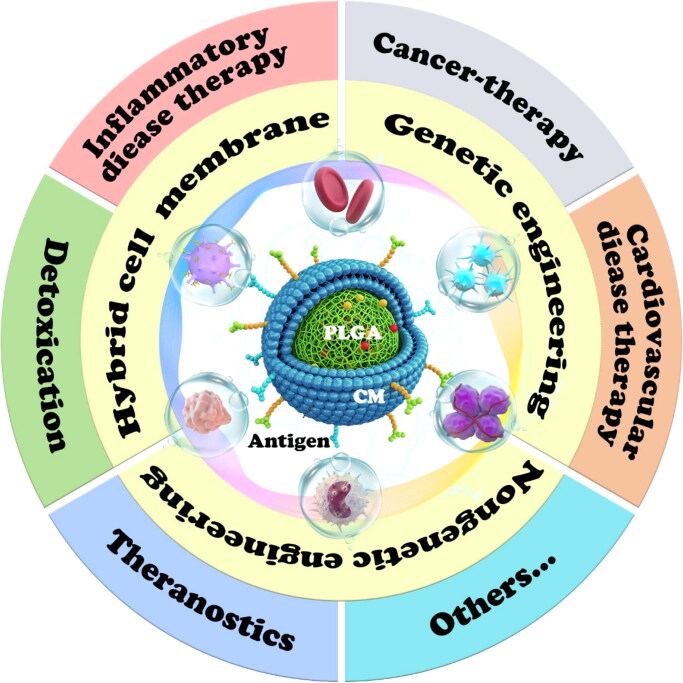 Cell membrane-camouflaged PLGA biomimetic system for diverse biomedical application.