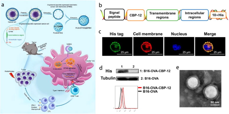 Cell membrane-camouflaged PLGA biomimetic system for diverse biomedical application.