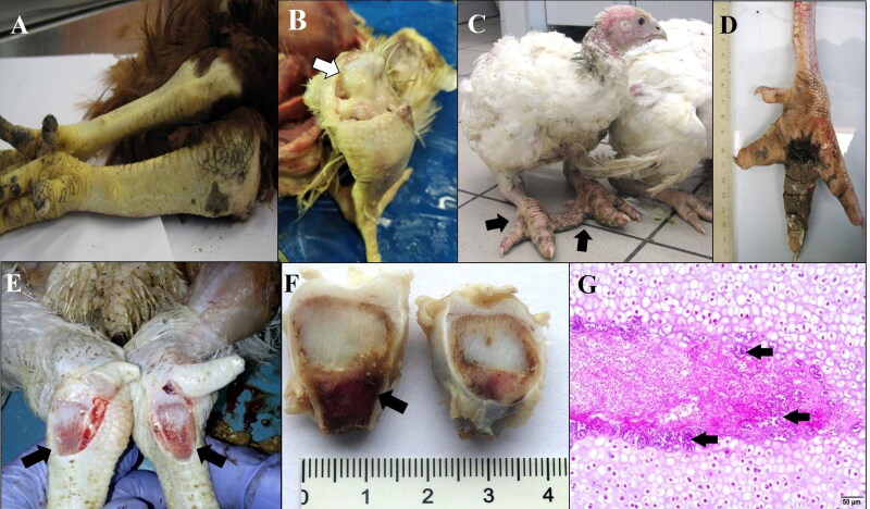 Review on skeletal disorders caused by <i>Staphylococcus</i> spp. in poultry.