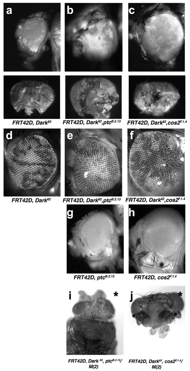 <i>Patched</i> and <i>Costal-2</i> mutations lead to differences in tissue overgrowth autonomy.