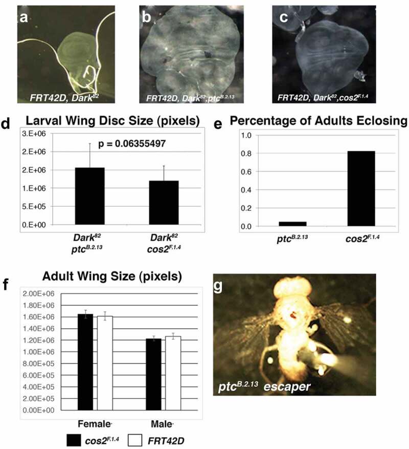 <i>Patched</i> and <i>Costal-2</i> mutations lead to differences in tissue overgrowth autonomy.