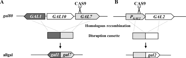 A new platform host for strong expression under GAL promoters without inducer in Saccharomyces cerevisiae