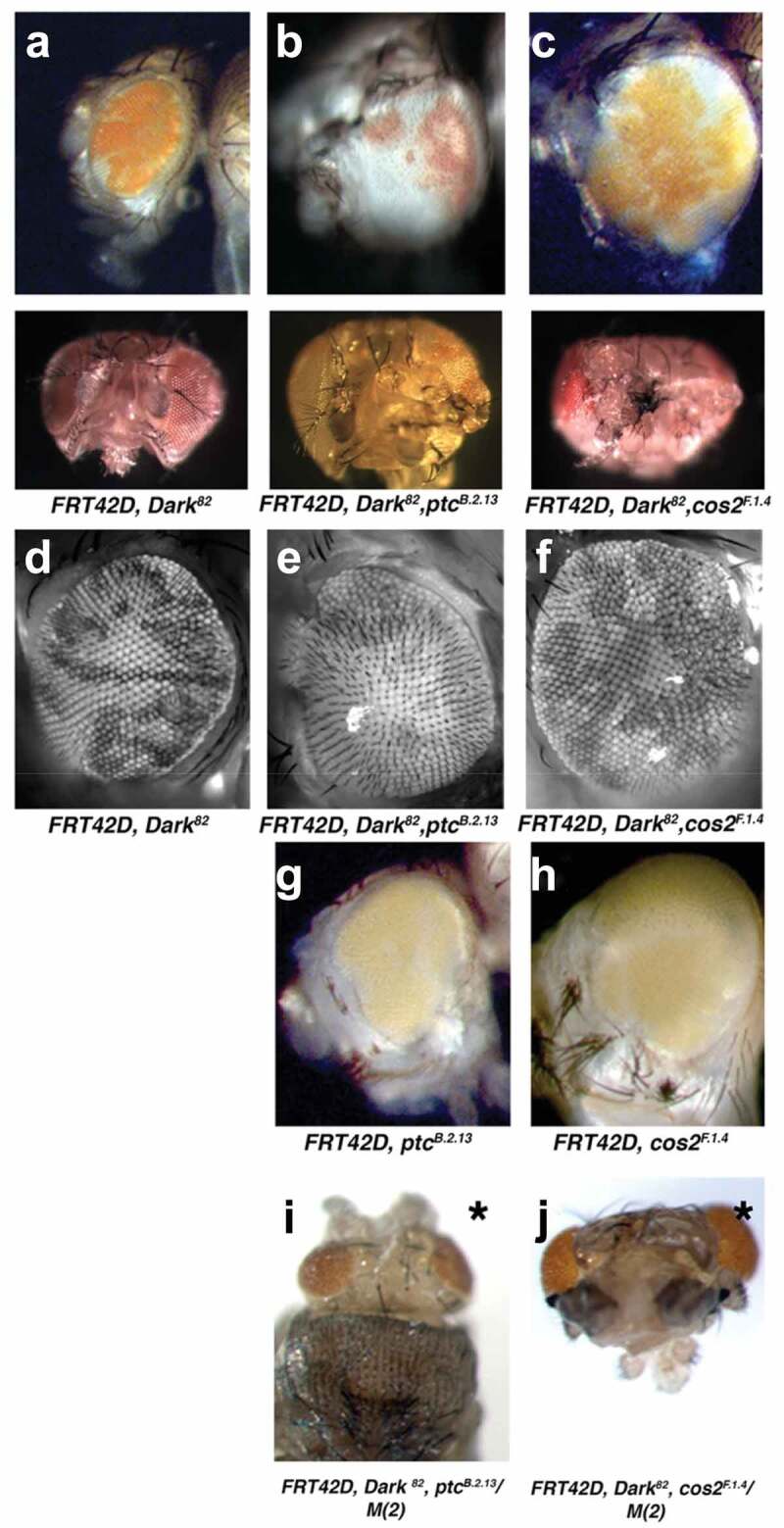 <i>Patched</i> and <i>Costal-2</i> mutations lead to differences in tissue overgrowth autonomy.