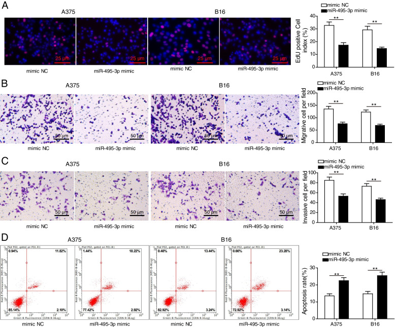 CREB1 regulates KPNA2 by inhibiting mir-495-3p transcription to control melanoma progression : The role of the CREB1/miR-495-3p/KPNA2 axis in melanoma progression.