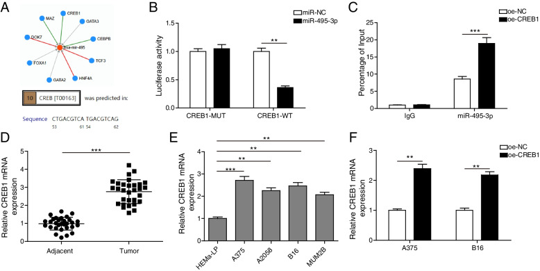 CREB1 regulates KPNA2 by inhibiting mir-495-3p transcription to control melanoma progression : The role of the CREB1/miR-495-3p/KPNA2 axis in melanoma progression.