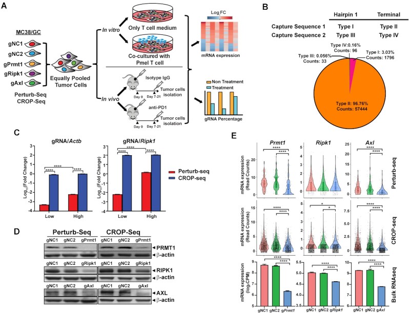 Single-cell CRISPR immune screens reveal immunological roles of tumor intrinsic factors.