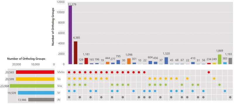 De novo whole-genome assembly in an interspecific hybrid table grape, 'Shine Muscat'.