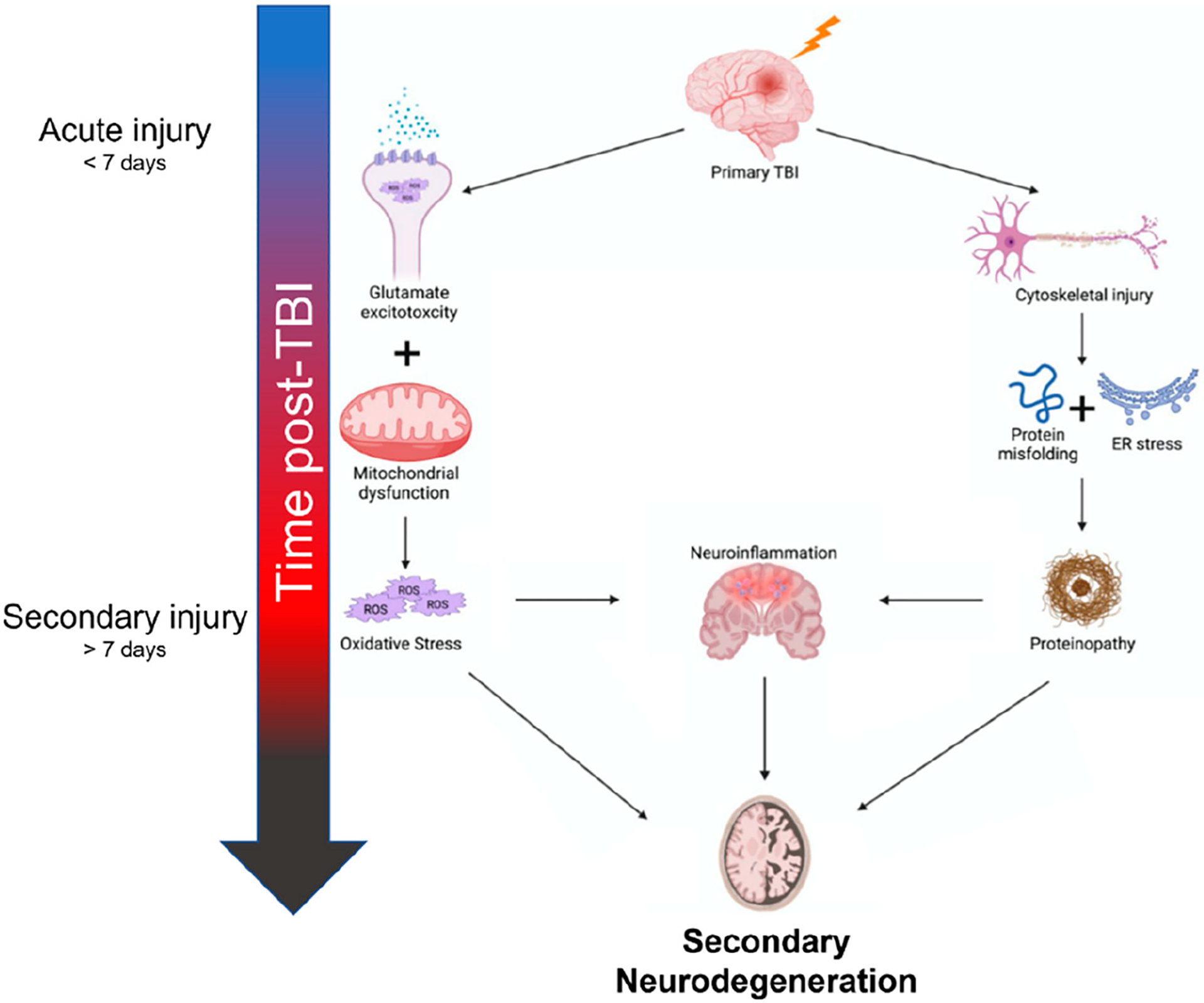 Traumatic Brain Injury and Secondary Neurodegenerative Disease.