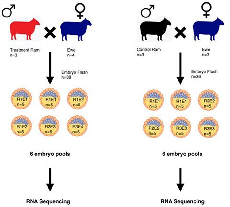 Effects of paternal methionine supplementation on sperm DNA methylation and embryo transcriptome in sheep.