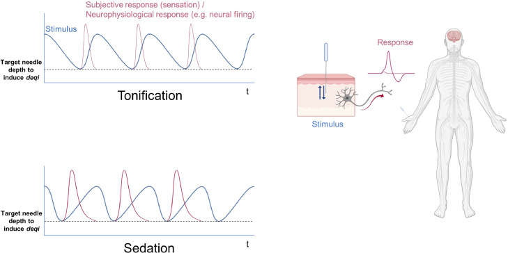 Comparison of the acupuncture manipulation properties of traditional East Asian medicine and Western medical acupuncture