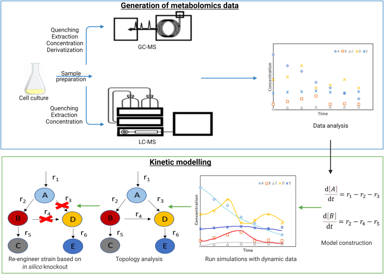 Metabolomics and modelling approaches for systems metabolic engineering