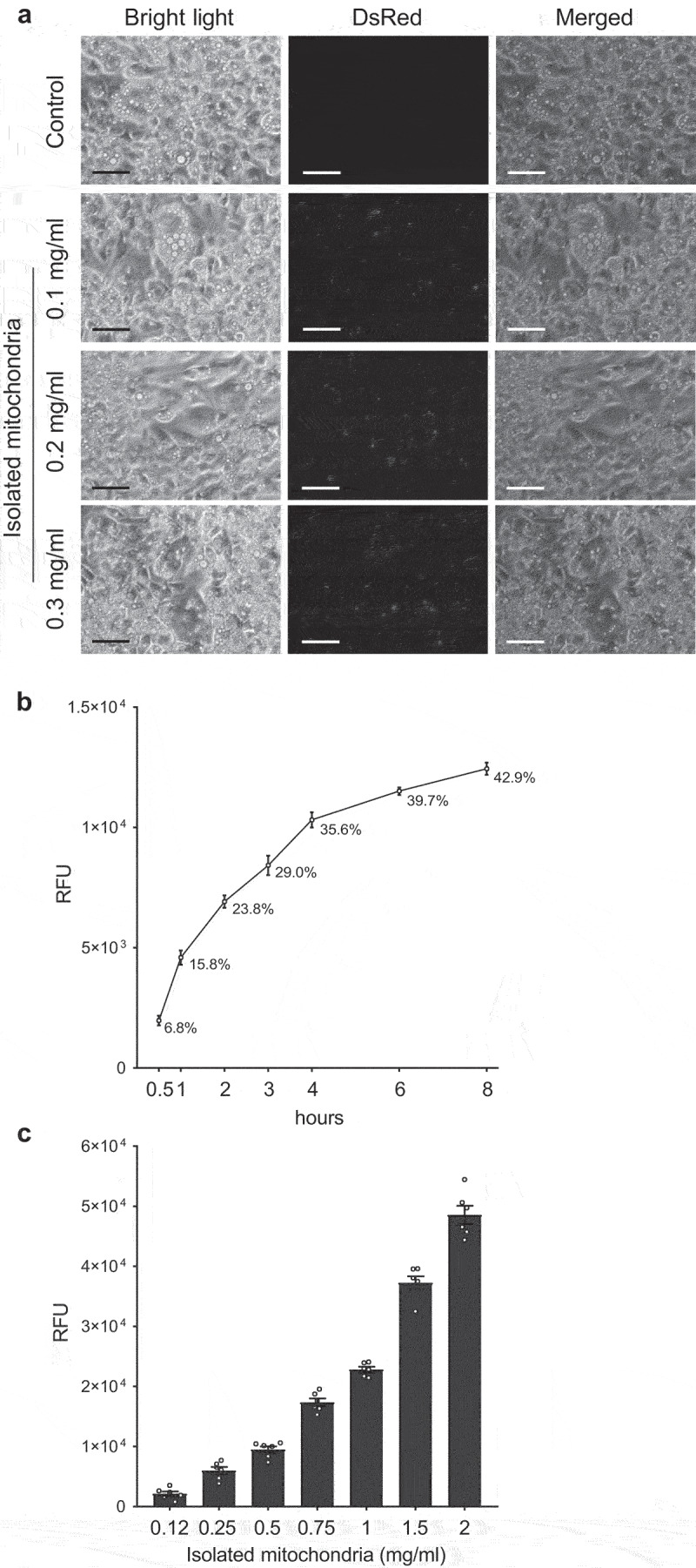 Mitochondrial transformation occurs in cultured adipocytes, but fails to increase adipose tissue metabolic activity in mice in vivo.