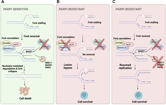 Mechanisms of PARP1 inhibitor resistance and their implications for cancer treatment.