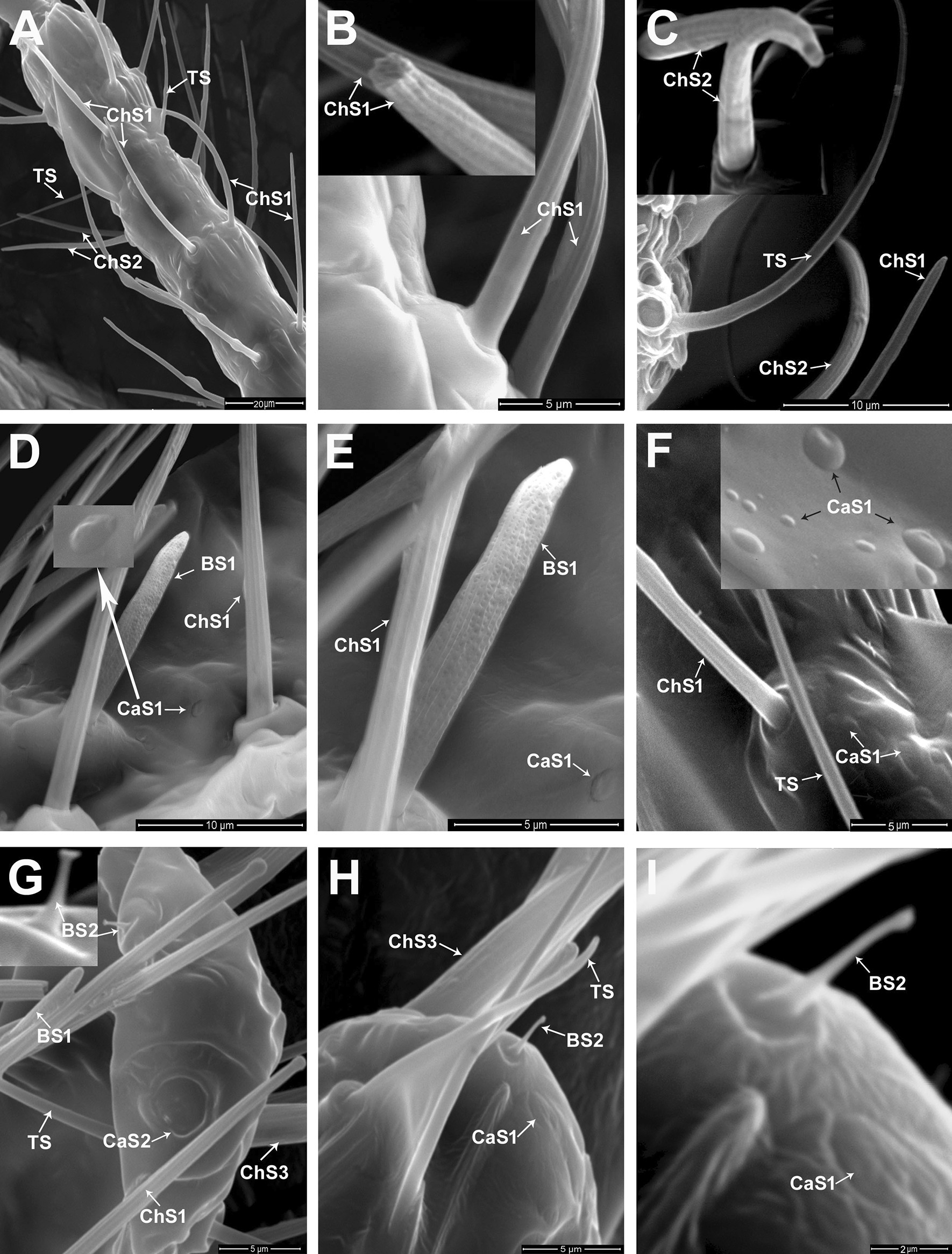 Antennal sensory structures of Phenacoccus solenopsis (Hemiptera: Pseudococcidae).