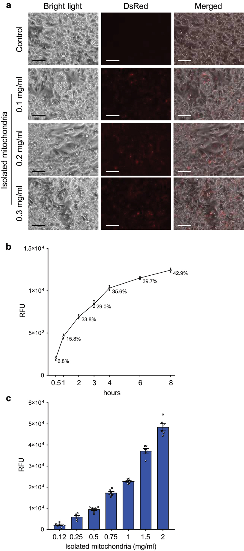 Mitochondrial transformation occurs in cultured adipocytes, but fails to increase adipose tissue metabolic activity in mice in vivo.