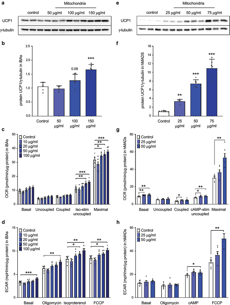 Mitochondrial transformation occurs in cultured adipocytes, but fails to increase adipose tissue metabolic activity in mice in vivo.