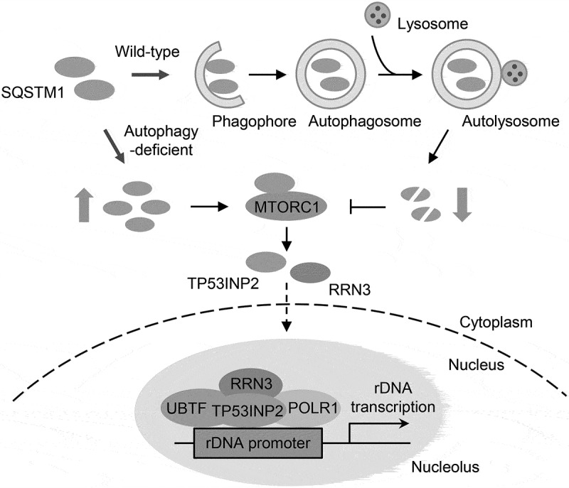 Autophagy regulates rRNA synthesis.