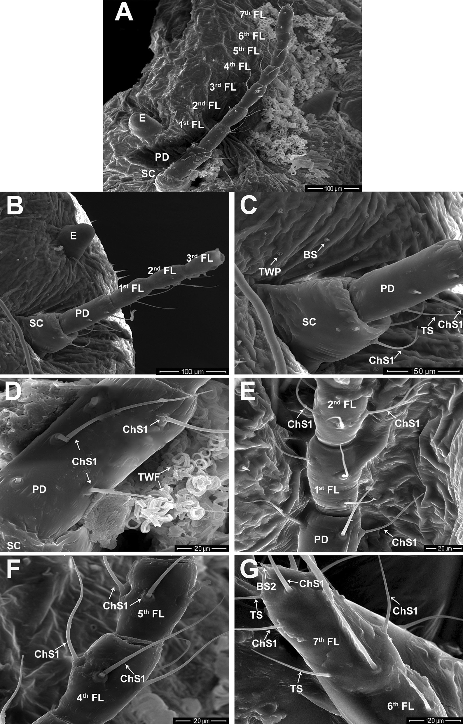 Antennal sensory structures of Phenacoccus solenopsis (Hemiptera: Pseudococcidae).