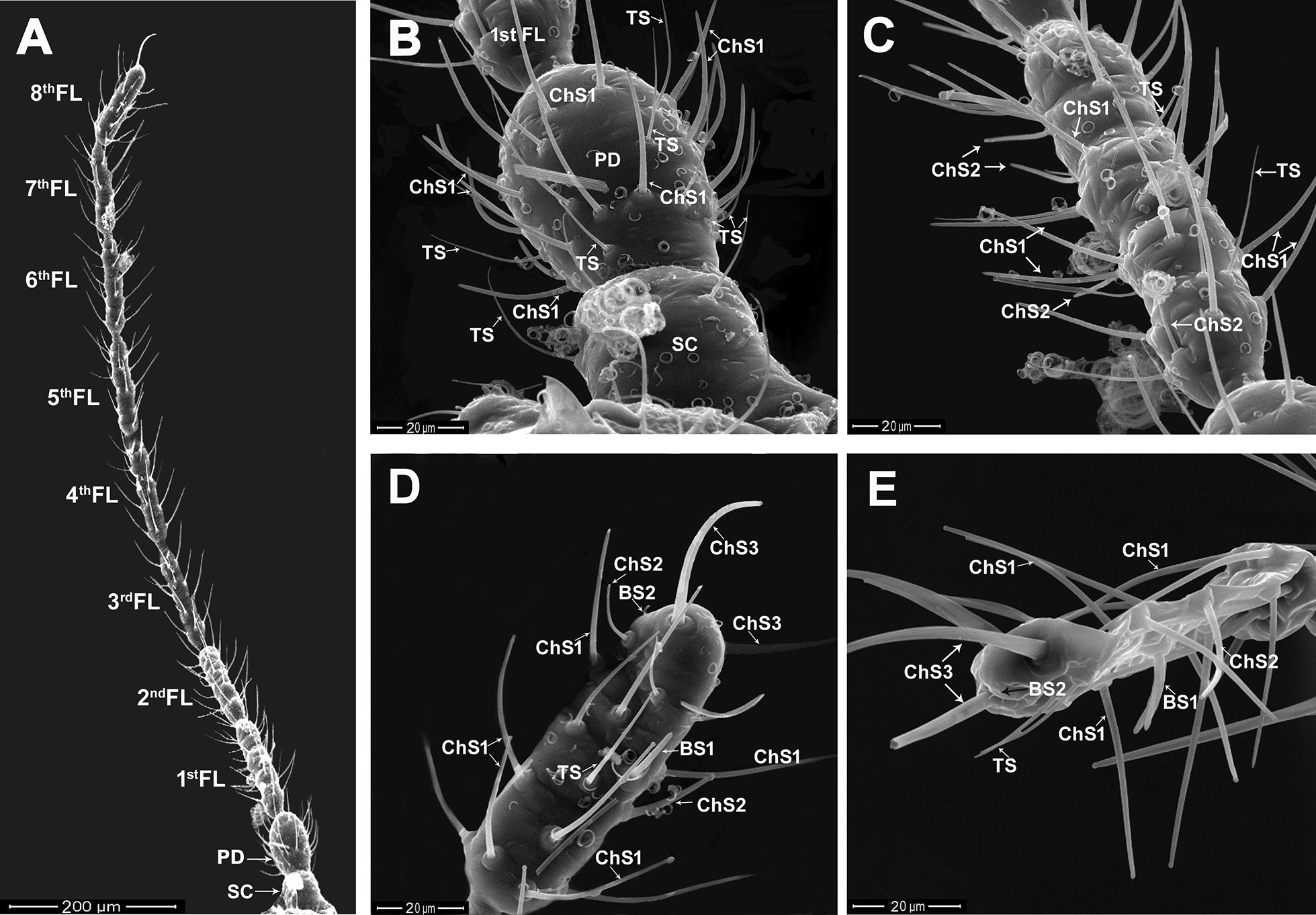 Antennal sensory structures of Phenacoccus solenopsis (Hemiptera: Pseudococcidae).