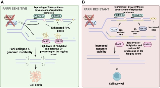 Mechanisms of PARP1 inhibitor resistance and their implications for cancer treatment.