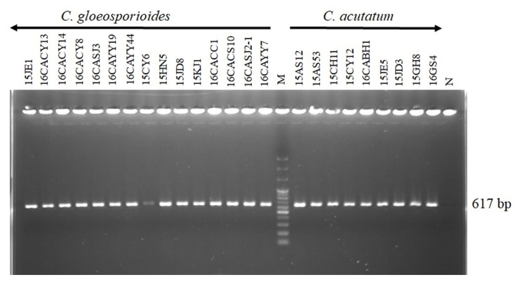 Cytochrome b Gene-Based Assay for Monitoring the Resistance of Colletotrichum spp. to Pyraclostrobin.