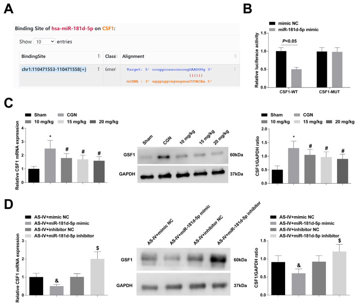 Astragaloside IV improves renal function and alleviates renal damage and inflammation in rats with chronic glomerulonephritis.