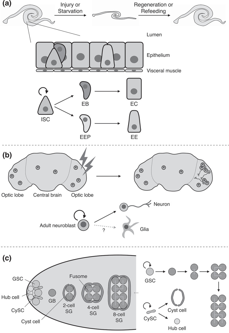 Cellular mechanisms underlying adult tissue plasticity in <i>Drosophila</i>.