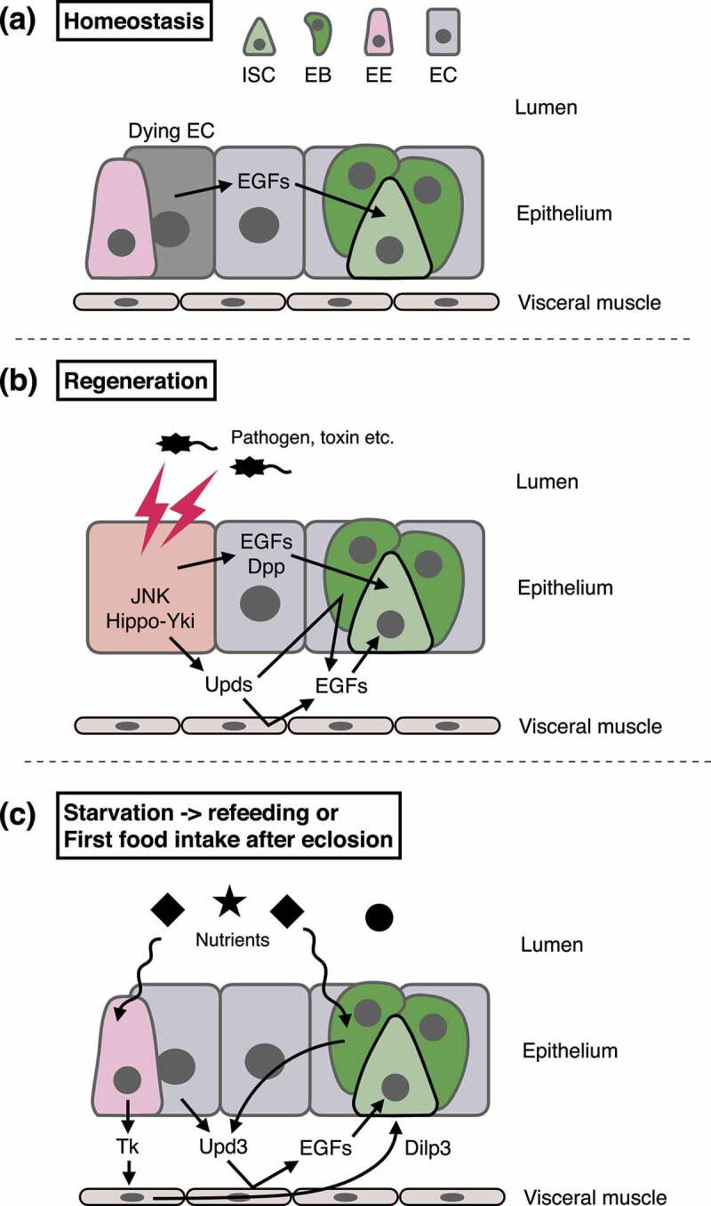 Cellular mechanisms underlying adult tissue plasticity in <i>Drosophila</i>.