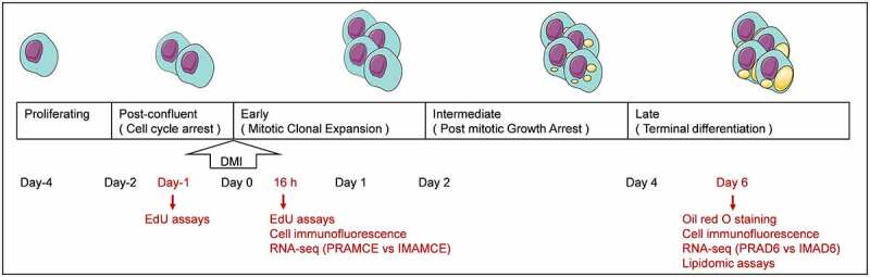 RNA-Seq and lipidomics reveal different adipogenic processes between bovine perirenal and intramuscular adipocytes.