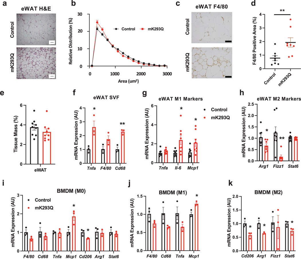 Acetylation of PPARγ in macrophages promotes visceral fat degeneration in obesity.