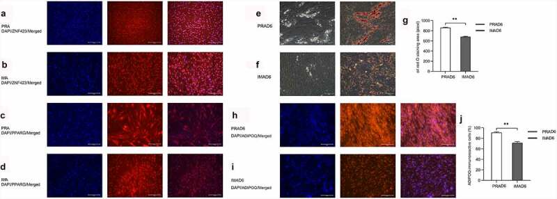 RNA-Seq and lipidomics reveal different adipogenic processes between bovine perirenal and intramuscular adipocytes.