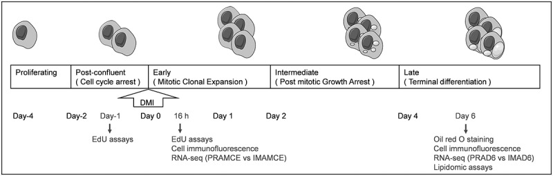 RNA-Seq and lipidomics reveal different adipogenic processes between bovine perirenal and intramuscular adipocytes.