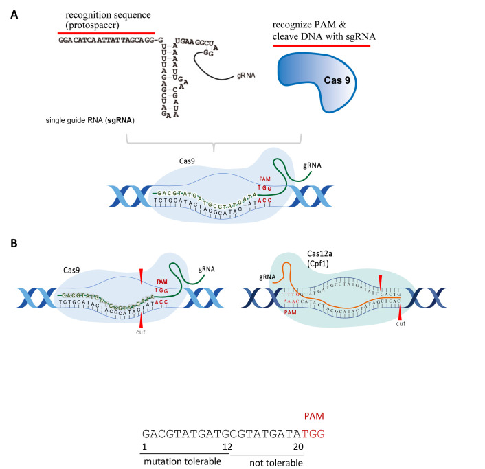 Japanese Regulatory Framework and Approach for Genome-edited Foods Based on Latest Scientific Findings.