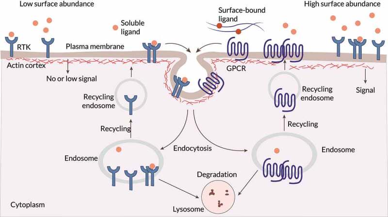 Unravelling cell migration: defining movement from the cell surface.