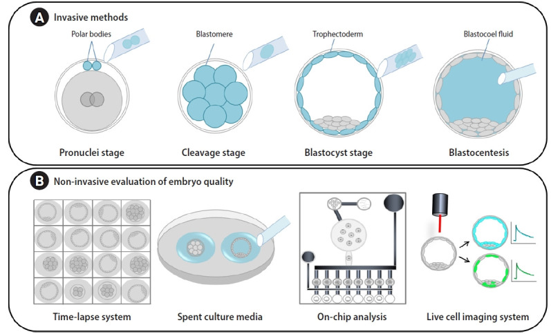 Non-invasive evaluation of embryo quality for the selection of transferable embryos in human in vitro fertilization-embryo transfer.