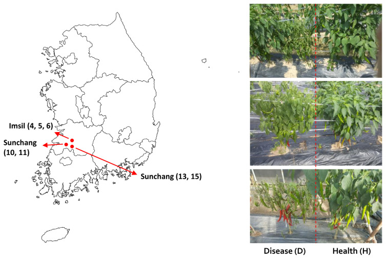 Changes in the Composition and Microbial Community of the Pepper Rhizosphere in Field with Bacterial Wilt Disease.