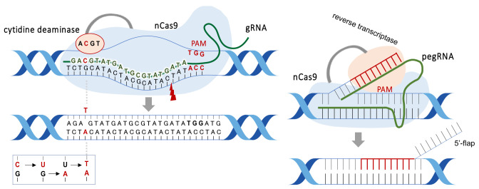 Japanese Regulatory Framework and Approach for Genome-edited Foods Based on Latest Scientific Findings.