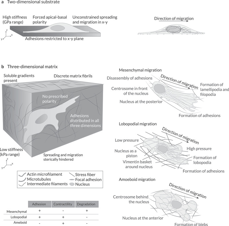 Unravelling cell migration: defining movement from the cell surface.