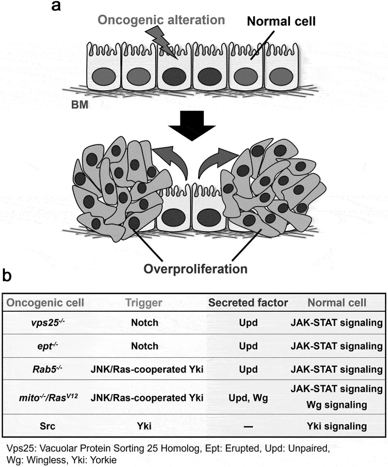 Cell-cell interactions that drive tumorigenesis in <i>Drosophila</i>.