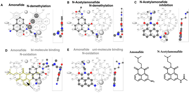 Application of CYP1A2-Template System to Understand Metabolic Processes in the Safety Assessment.