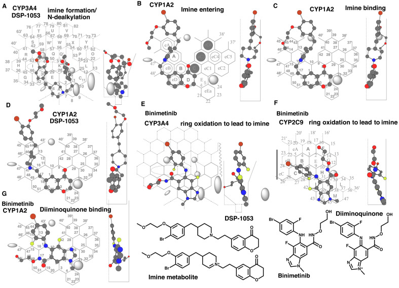 Application of CYP1A2-Template System to Understand Metabolic Processes in the Safety Assessment.