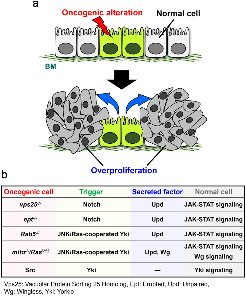 Cell-cell interactions that drive tumorigenesis in <i>Drosophila</i>.