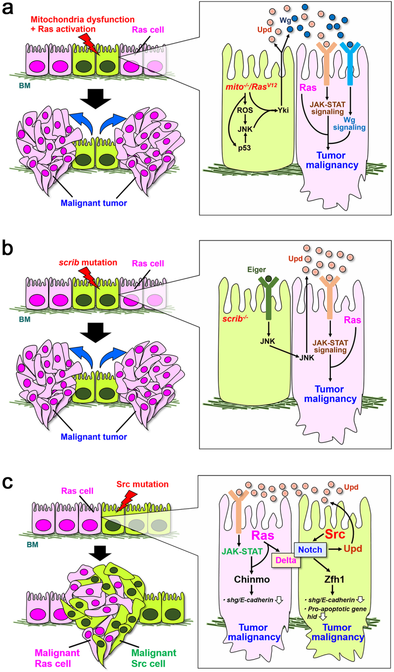 Cell-cell interactions that drive tumorigenesis in <i>Drosophila</i>.