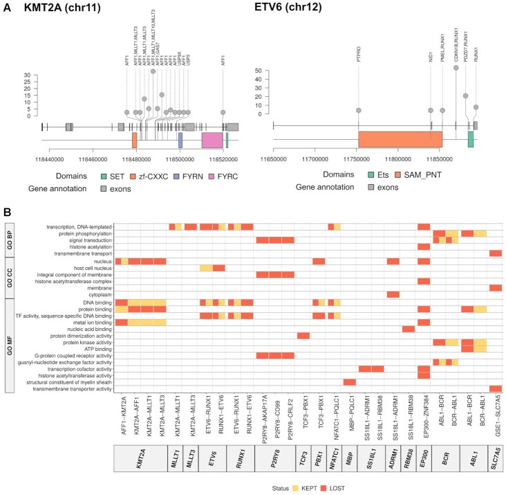 A convergent malignant phenotype in B-cell acute lymphoblastic leukemia involving the splicing factor SRRM1.