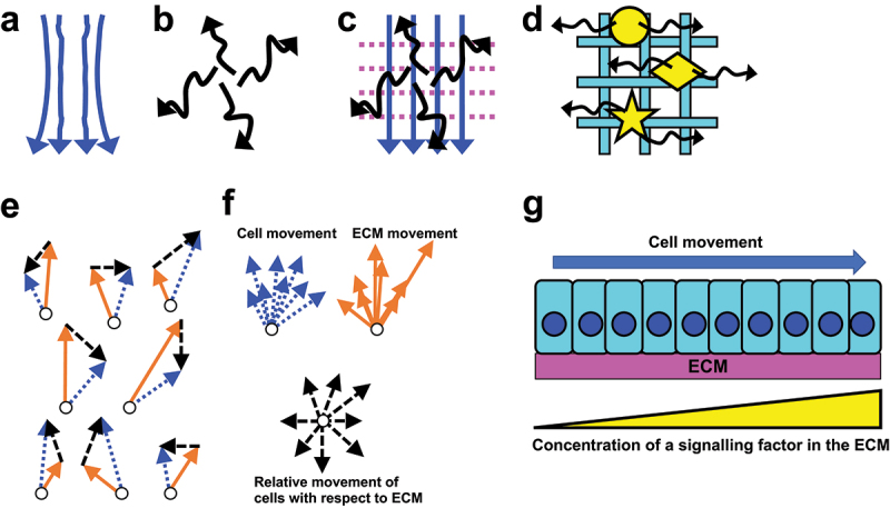 Dynamic movement and turnover of extracellular matrices during tissue development and maintenance.